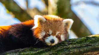 Cleveland Metroparks Zoo Reports Birth Of Red Panda Cub 