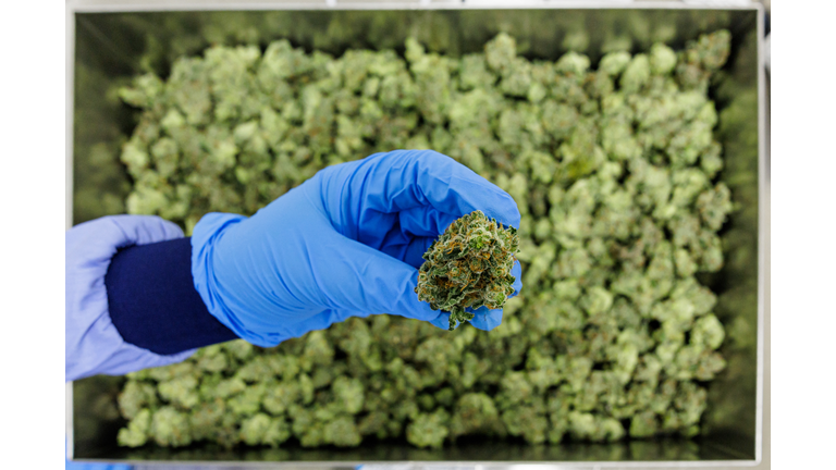 GERMANY-INDUSTRY-PHARMACEUTICAL-HEALTH-CANNABIS