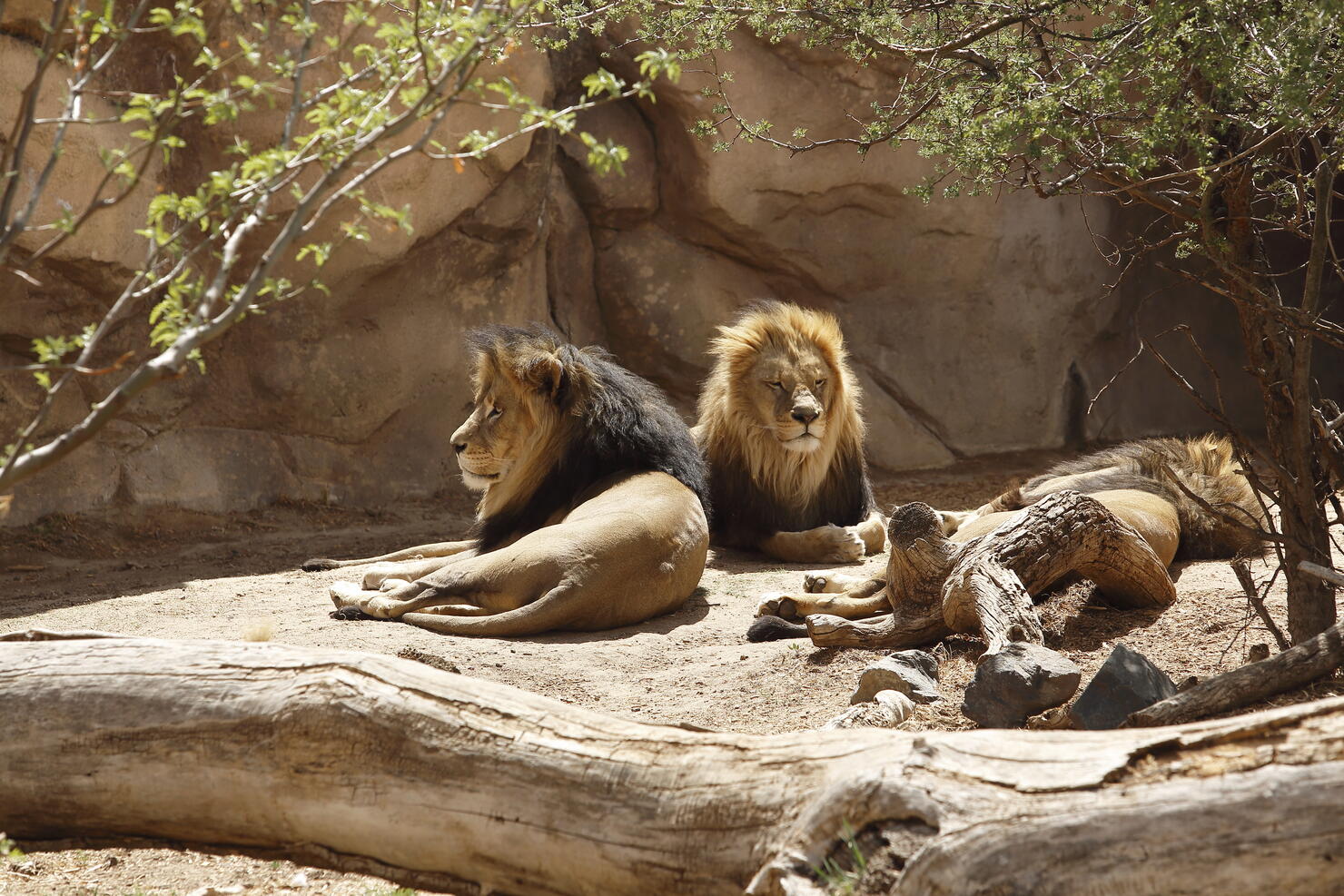 Three Male Lions