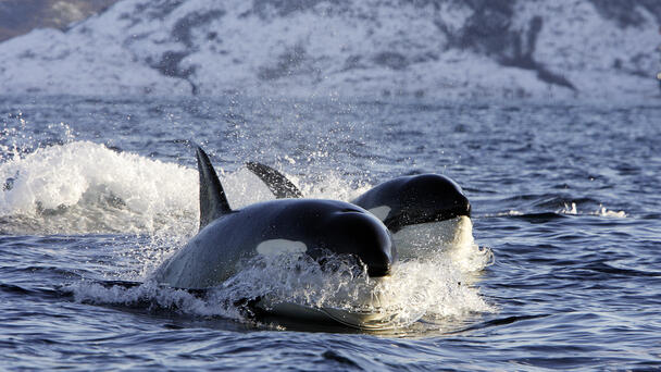 Wild Video Captures Killer Whales Attacking Yacht, Sinking Another Boat