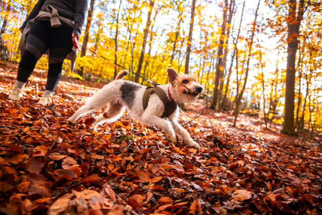 Cheerful Fox Terrier dog playing happy with a wood stick surrounded by autumn colors in the forest