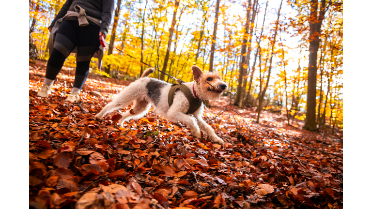 Cheerful Fox Terrier dog playing happy with a wood stick surrounded by autumn colors in the forest