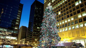 Search Is On for Chicago's Official Christmas Tree