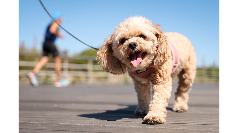 2025 IRONMAN 70.3 New York