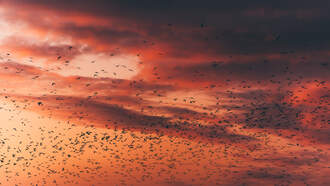 Another Great Night at The Farm