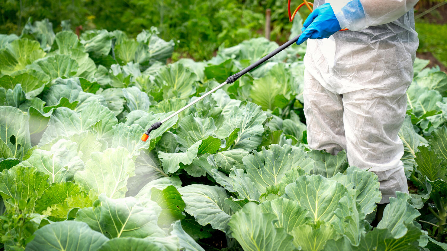 farmer sprays cabbage with insecticides and chemicals