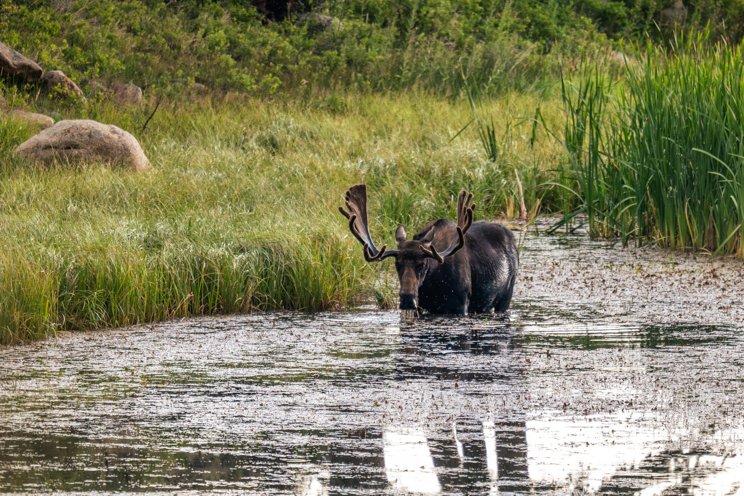 Bull Moose Looking at the Camera in Rocky Mountain National Park