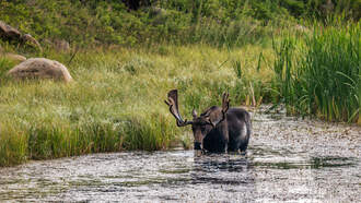 Mother Sparks Debate After Bringing 11-Month-Old Daughter On Moose Hunt