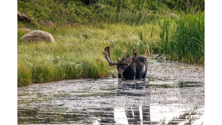Bull Moose Looking at the Camera in Rocky Mountain National Park