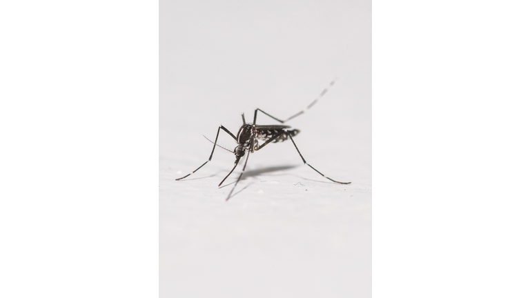 FRANCE-ANIMAL-HEALTH-MOSQUITO