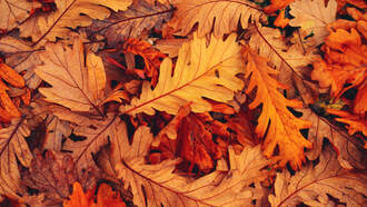 Iowa City Reminding Residents Of Leaf Vacuuming Protocols