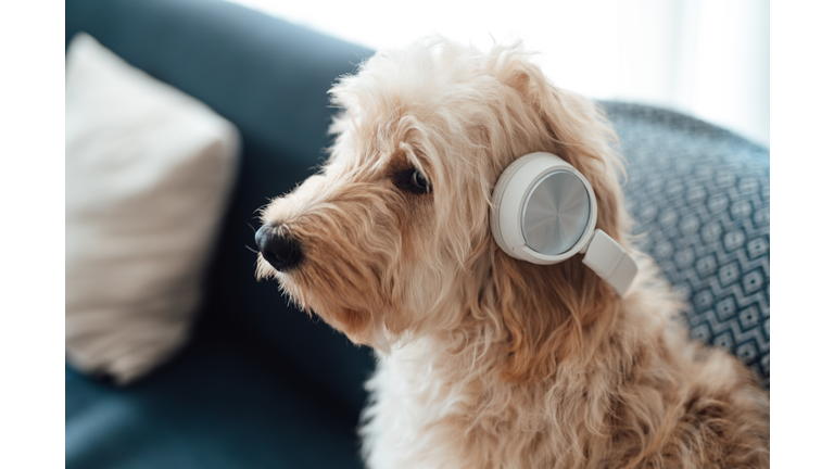 A dog listening to music with headphone