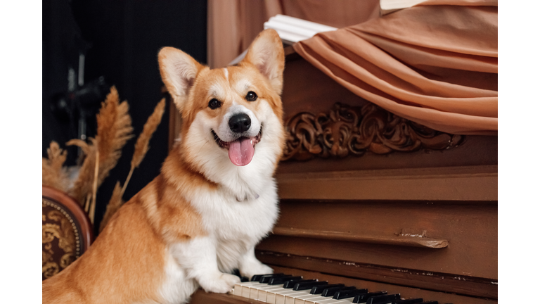 Adorable Corgi Dog Playing Piano in a Warm Cozy Interior Setting