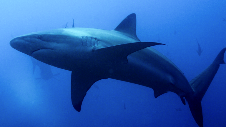 Galapagos Shark, Galápagos National Park