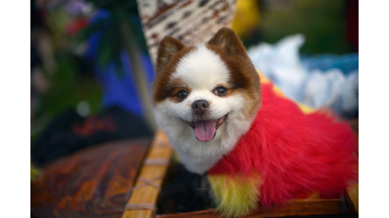 Haute Dog Howl'oween Parade