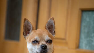 Dangerous Dave - Back Home