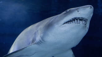 Record Breaking Great White Shark Spent Summer Near Popular U.S. Beaches