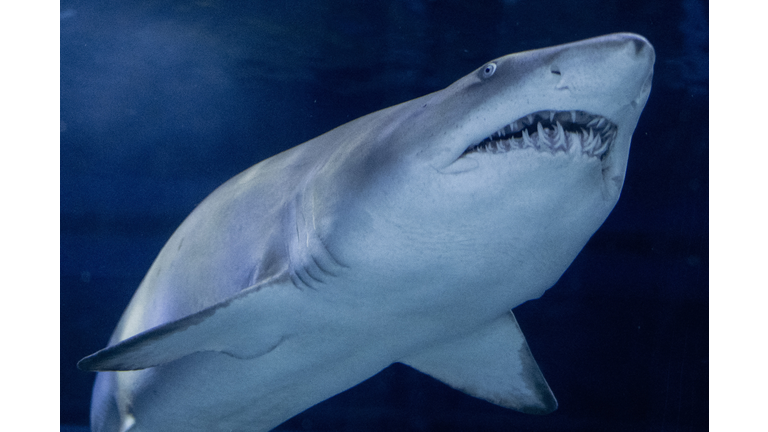 BRAZIL-ANIMAL-AQUARIO