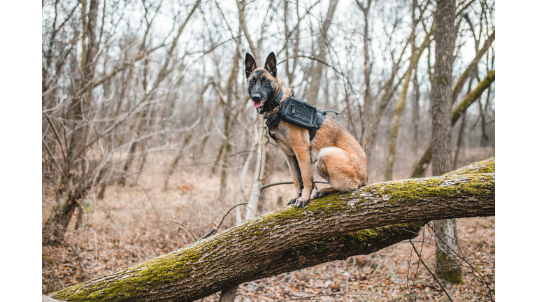 Belgian shepherd in the wild area
