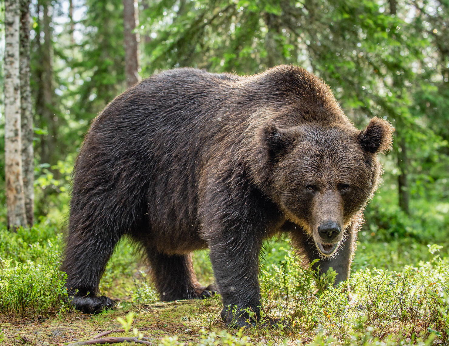 Adult Brown Bear.
