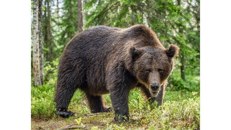 Adult Brown Bear.
