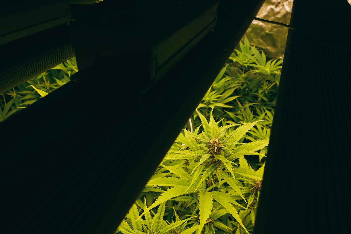 Сannabis plants in the growing box, view through the lamp.