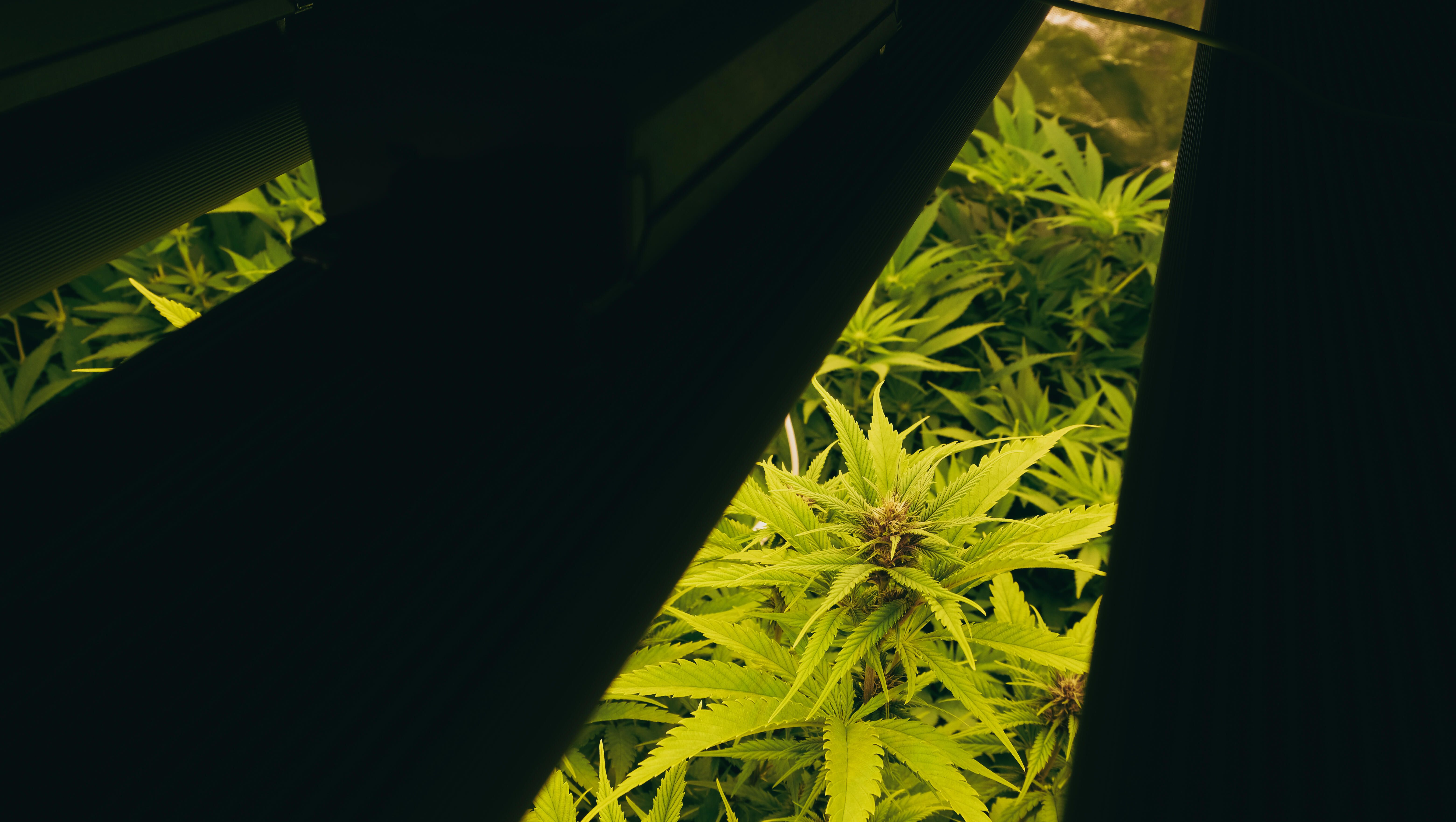 Sheriff's Brother-In-Law Allegedly Grew Marijuana At Jail Where He Worked