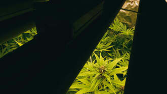 Sheriff's Brother-In-Law Allegedly Grew Marijuana At Jail Where He Worked