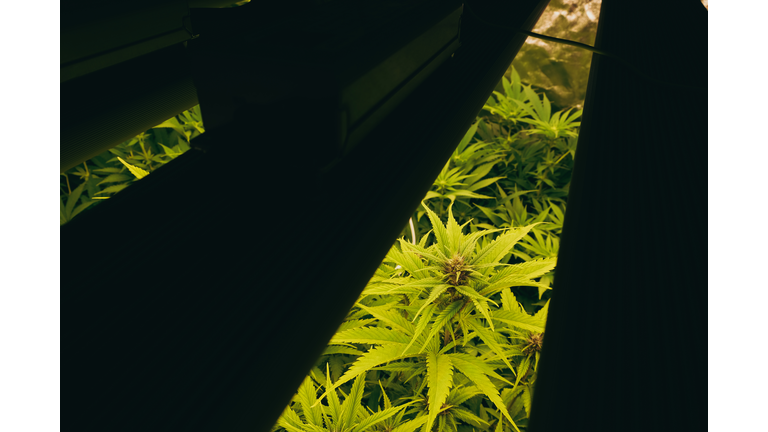 Сannabis plants in the growing box, view through the lamp.