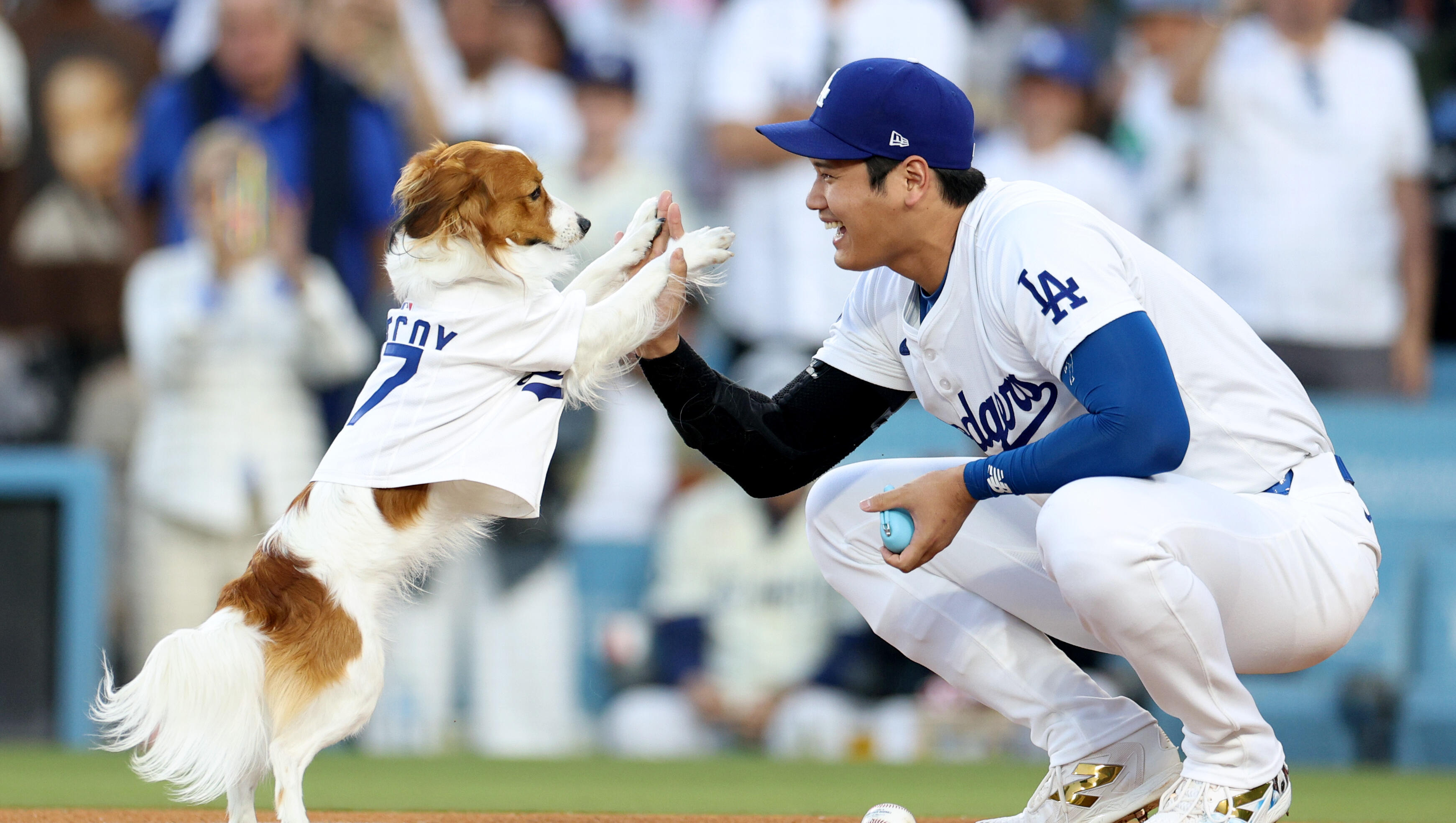 Meet An Actual Dodger Dog Ready To Be Adopted From LA Animal Services 💙