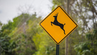 NJ Drivers Urged to Be Cautious During Deer Mating Season