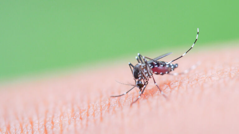 Picture of the Aedes albopictus (tiger mosquitoe) mosquito that is a carrier of dengue fever and chikungunya. sucking blood