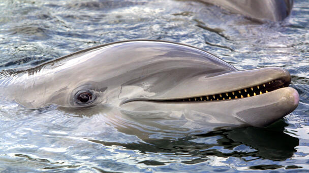 Study Links Algae Bloom Toxins with Alzheimer's-Like Disease in Dolphins 