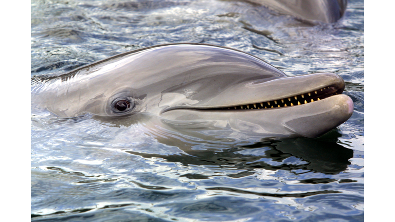 Dolphins Plus Marine Mammal Research and Education Center
