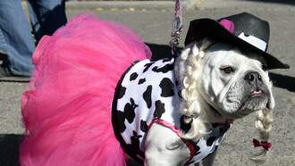 The Cutest Canine Costumes from the 2025 NYC Halloween Dog Parade