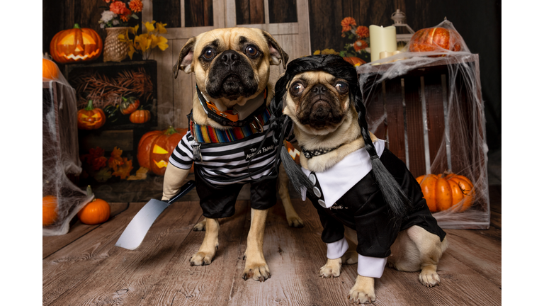 Pug Duo in Spooky Halloween Costumes
