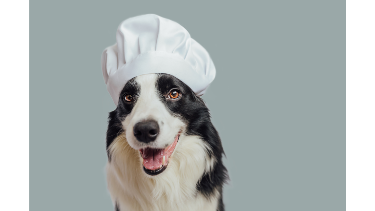 Funny puppy dog border collie in chef cooking hat isolated on grey background. Chef dog cooking dinner. Homemade food restaurant menu concept. Cooking process.