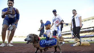 Meet The Utility Pup Who Can Do It All Named Tommy! 🐾✨