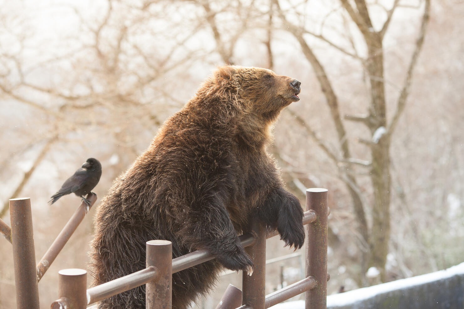 cute japanese bear in the bear  near Noboribetsu popular place for tourist