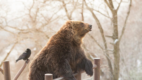 Wild Bear Breaks Into Zoo, Is Found Hanging Our Near Bear Enclosure
