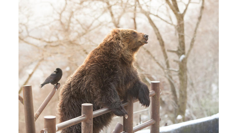 cute japanese bear in the bear  near Noboribetsu popular place for tourist