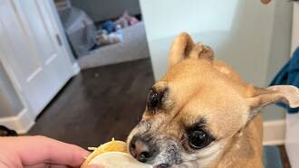 Happy International Day of the Nacho!