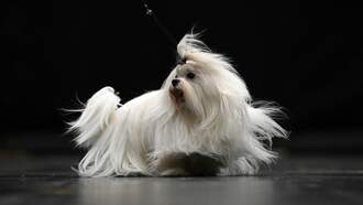 The Josh Innes Show - Miami Pet-Sitting Horror: Woman’s Dog Cremated Without Her Consent