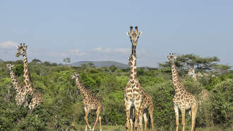 The Rod Ryan Show - 3 Things You Must See: The Finalists for Its Annual Comedy Wildlife Awards