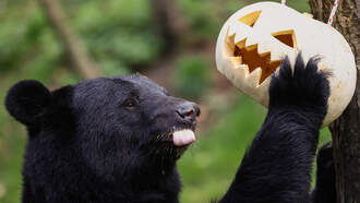 The Josh Innes Show - DNA Tests Reveal Wrong Bear Killed After Deadly Arkansas Attack