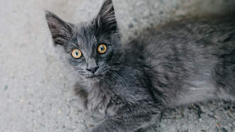 Curious Kitten Turns Sink On, Floods Virginia Cat Café