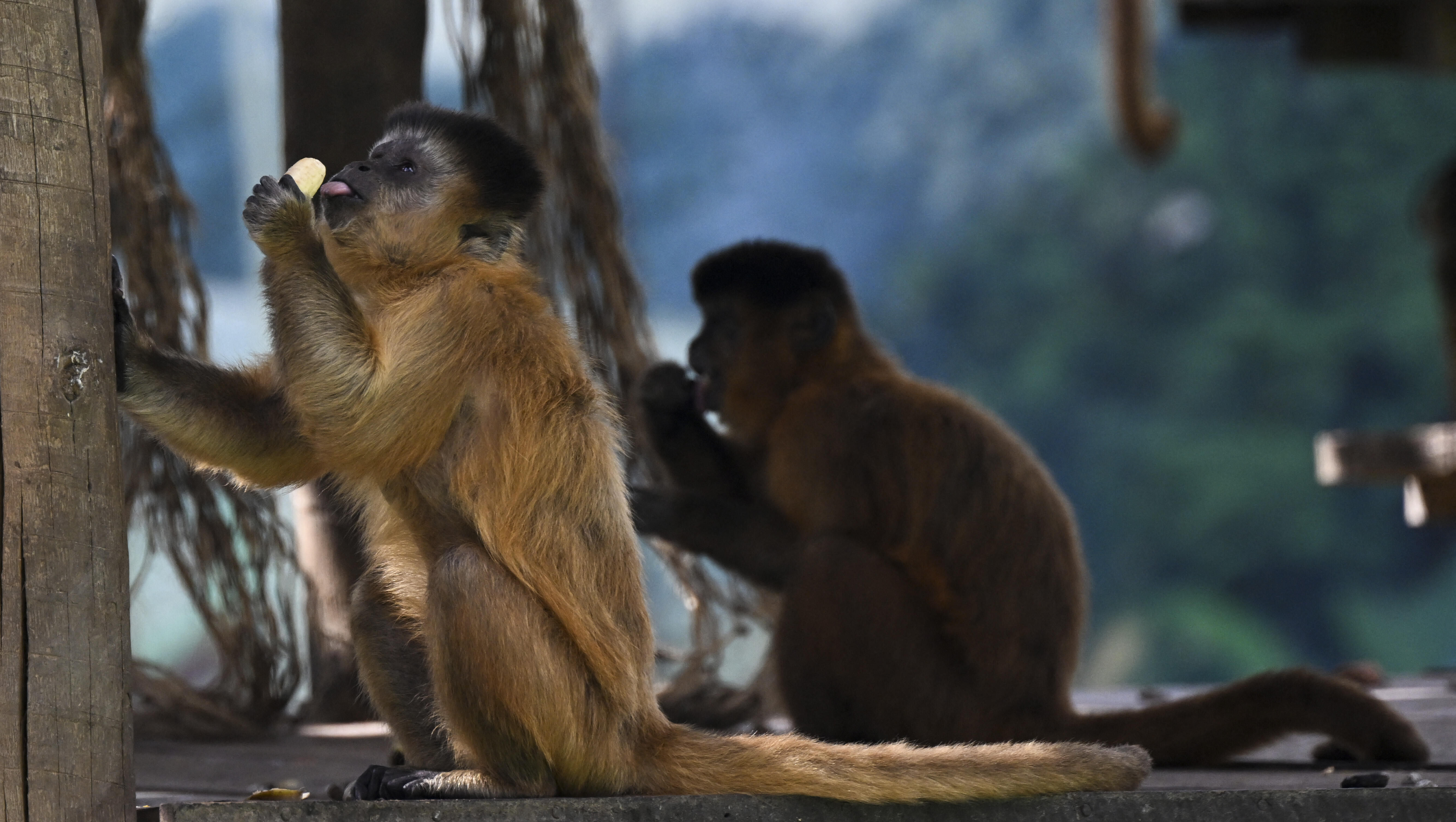 Six Monkeys Escape After Truck Crash in Mississippi
