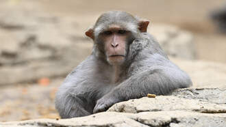The Josh Innes Show - Crash in Mississippi Releases Aggressive Monkeys with Reported Diseases