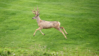 RI Urges Caution Among Motorists During Deer Mating Season