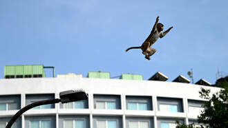 Aggressive Lab Monkey's Escape Overturned Truck In Mississippi